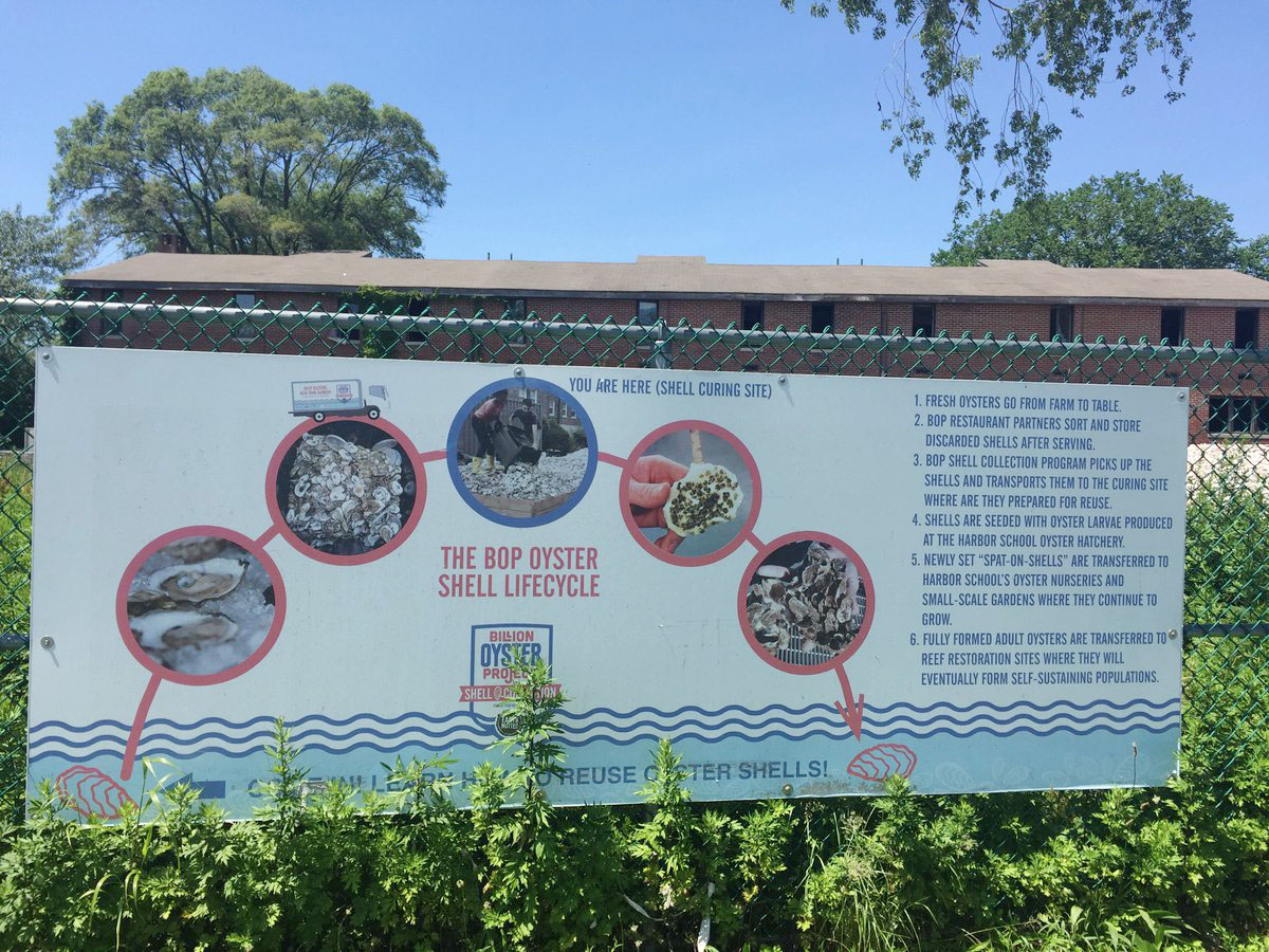 Oyster Shell Life Cycle Poster
