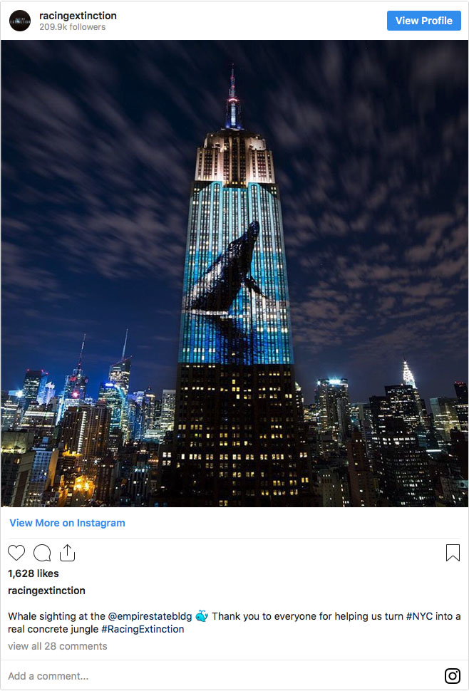 Screengrab of whale sighting at the ESB